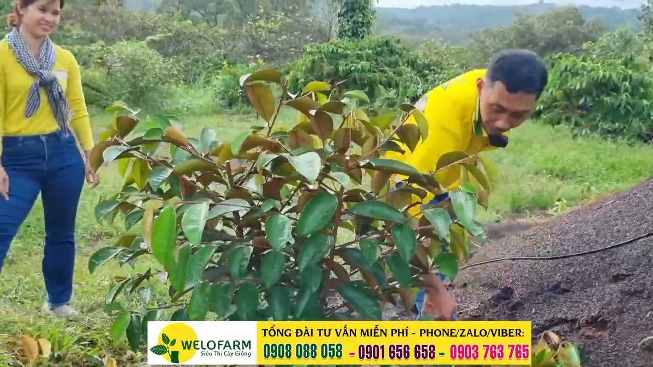 HƯỚNG DẪN TỈA CÀNH VÚ SỮA MICA - CÁCH TẠO TÀN VÚ SỮA MICA | SIÊU THỊ CÂY GIỐNG WELOFARM