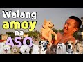 Top 10 walang amoy na mga aso   dog lover 