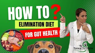 How To Do An Elimination Diet For Dogs & Cats To Improve Gut Health & Skin Allergies | Holistic Vet