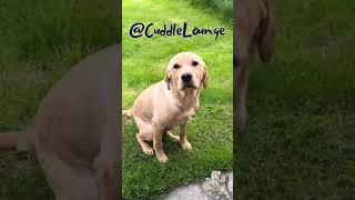 Super Funny Dogs! #shorts #funnyanimals #cutepets #foryou #dog