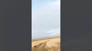 Рубик Радуга Ягдтерьер Jagdterrier Одесса 26 Января