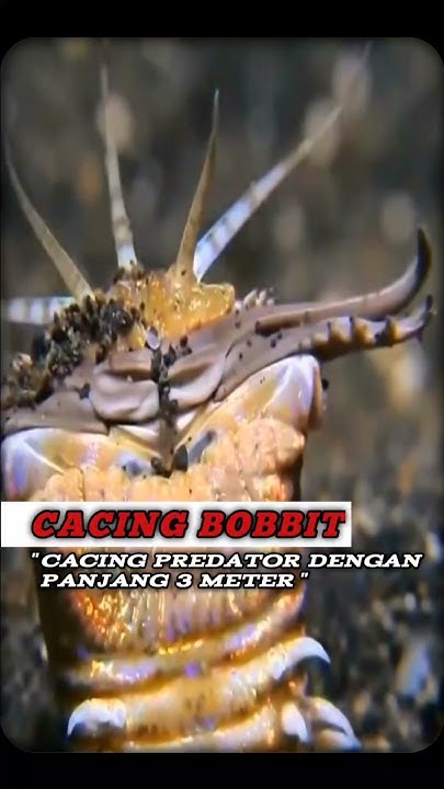 Cacing Predator Dengan Rahang Tajam #cacingbobbit #shorts #shortsfeed #