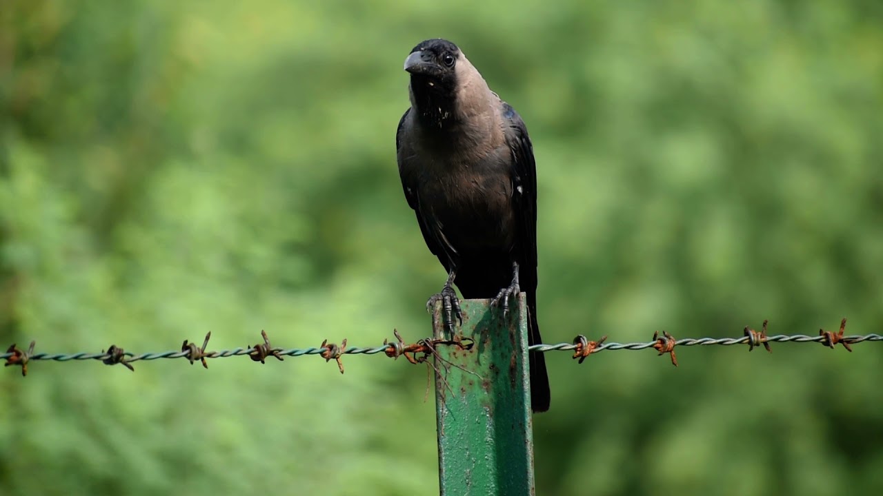 Grey necked house crow sounds. Indian crow. 