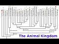 Major Divisions of Kingdom Animalia and the Problem With Animal Phyla