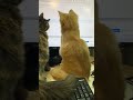 Floofie entertainment