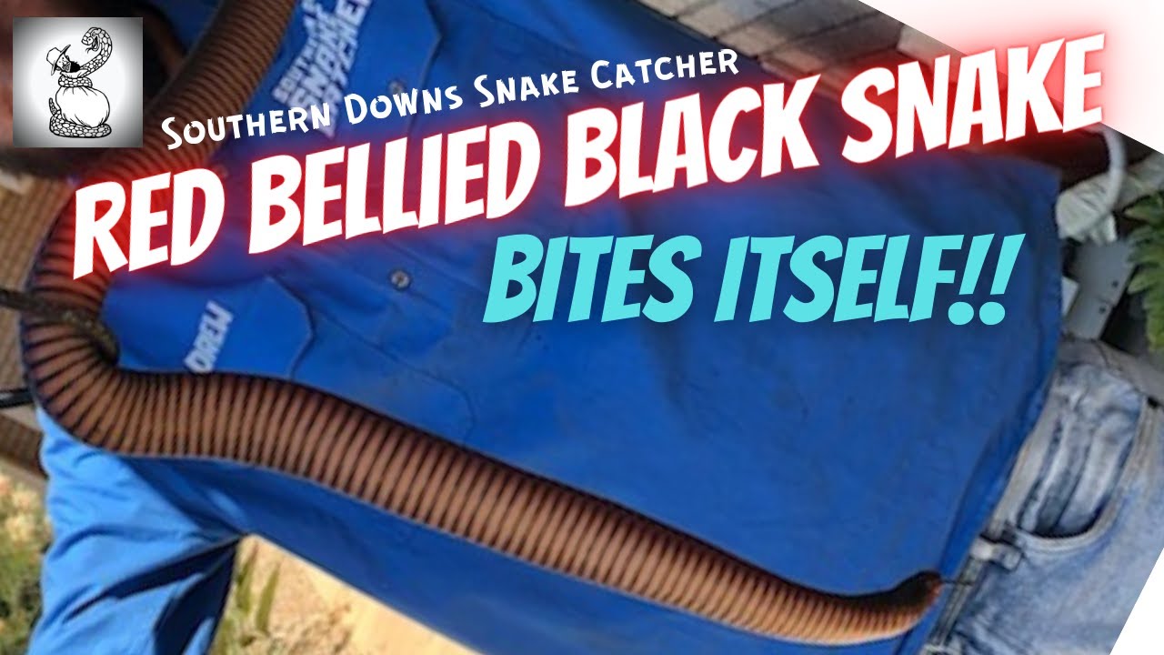 Feisty Red Belly Bites Itself - Warwick