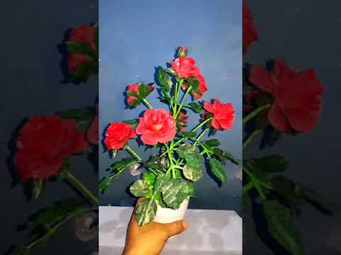 Tutorial cara membuat bunga mawar dari gelas plastik  YouTube