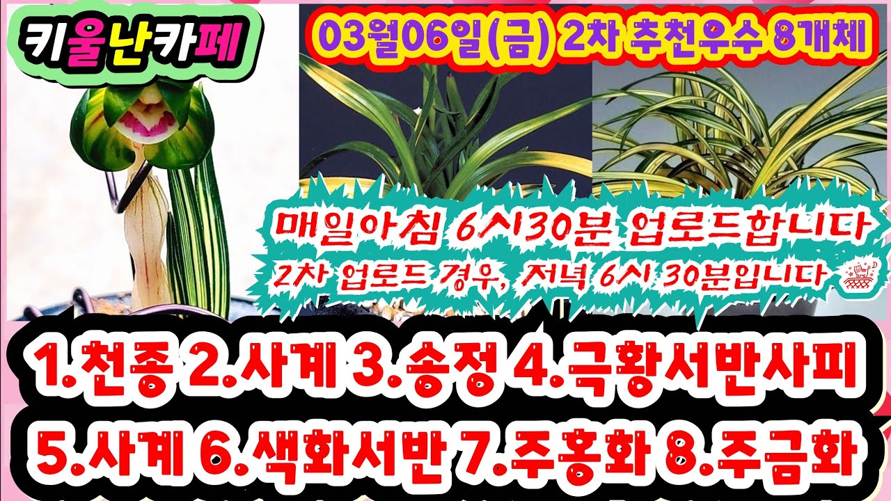 03/06(금) 2차 추천우수 8개체 [1.천종 2.사계 3.송정 4.극황서반사피 5.사계 6.색화서반 7.무명주홍화 8.무 명주금화] #키울난카페 #orchid 