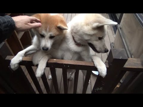 YouTube撮影すると分かった瞬間大興奮する秋田犬をご覧ください。