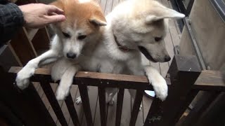 YouTube撮影すると分かった瞬間大興奮する秋田犬をご覧ください。