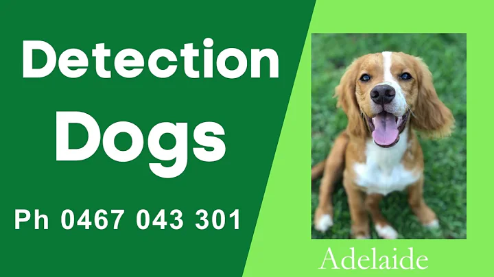 Detection Dogs - Fox Den Detection Dogs in Adelaide SA for Locating Pests Call Us 0467 043 301