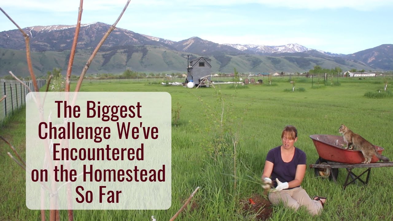 The Biggest Challenge We Have Encountered on the Homestead So Far, Will this Choke Out the Trees?