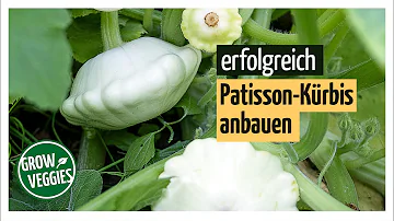 Wie schmeckt Patisson?