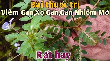 Bài thuốc Dần Gian Trị Viêm Gan, Xơ Gan, Gan Nhiễm Mỡ rất hay. PHAN HẢI Channel