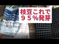 枝豆の発芽率９５％