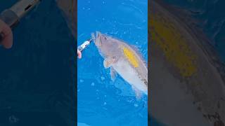 Το πραγματικό ψάρεμα σέβεται το σήμερα και προστατεύει το αύριο #fishing #fish #fishingvideo