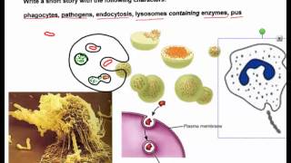 Defense Against Disease (IB Bio SL)