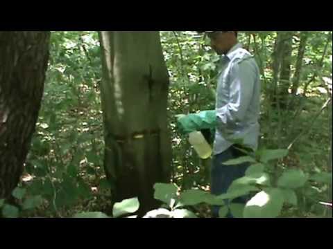 Beech control, single tree with hack and squirt