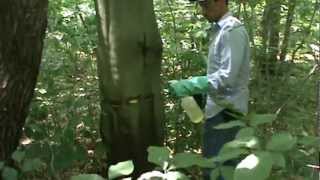 Beech control, single tree with hack and squirt
