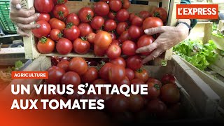 Tomates en danger : un virus menace les productions