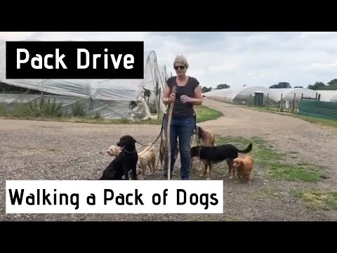 Walking a Pack of Dogs
