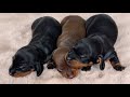 Dachshund puppies 12 days old