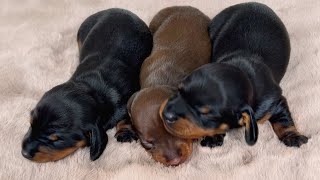 Dachshund puppies 12 days old.