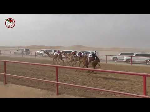 شارة الصندوق بميدان الرقيعات السبت 2024 02 03 الشوط 11 مبروكه لـ محمد هادي سليم المنهالي 