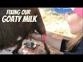 The Essentials of Delicious Tasting Goat Milk