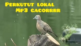 suara perkutut lokal tergacoorrrr 2024