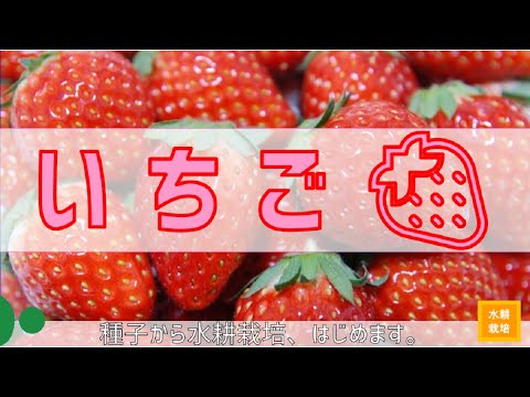 1 5 いちごを水耕栽培で植えます 種子 準備編 水耕栽培講座 Youtube