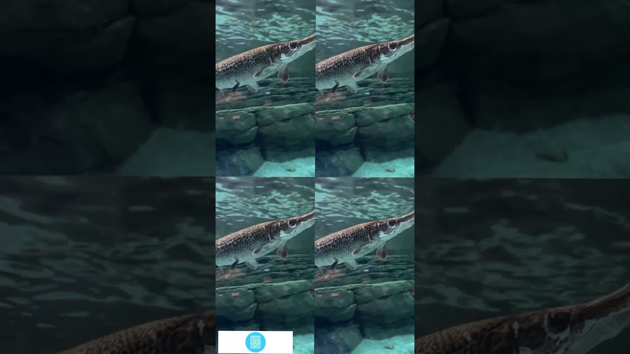 🐊 Alligator Gar FreshwaterFish #Nature