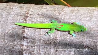 Neon Green Lizards in Maui, Hawaii, in the wild, beautiful Iihilihi