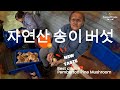 원주민들의 비밀- Pine Mushroom