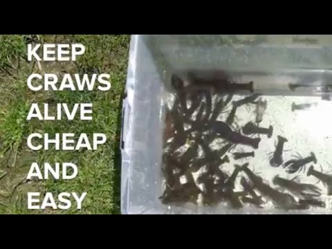 How to Keep Crawfish Alive