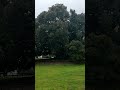 1915 Moreton Bay Fig Tree | Balboa Park San Diego, California