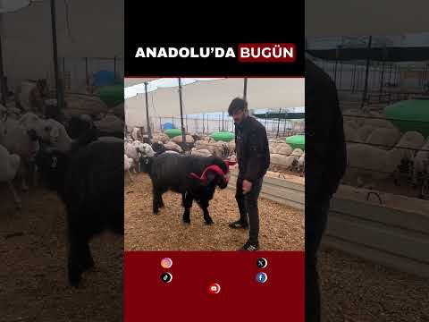 Kurbanlık alırken nelere dikkat edilmeli? Konya’da kurbanlık satışları hızlandı / Konya