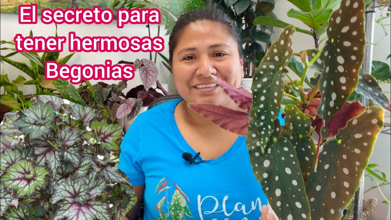 El secreto para tener Begonias Hermosas, grandes y sanas