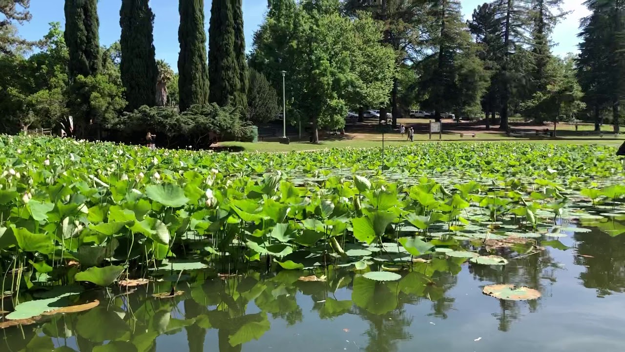 William Land Duck Pond Sacramento CA YouTube