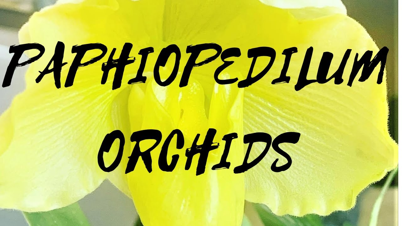 GROWING PAPHIOPEDILUM ORCHIDS How I am growing my Paphiopedilum orchids