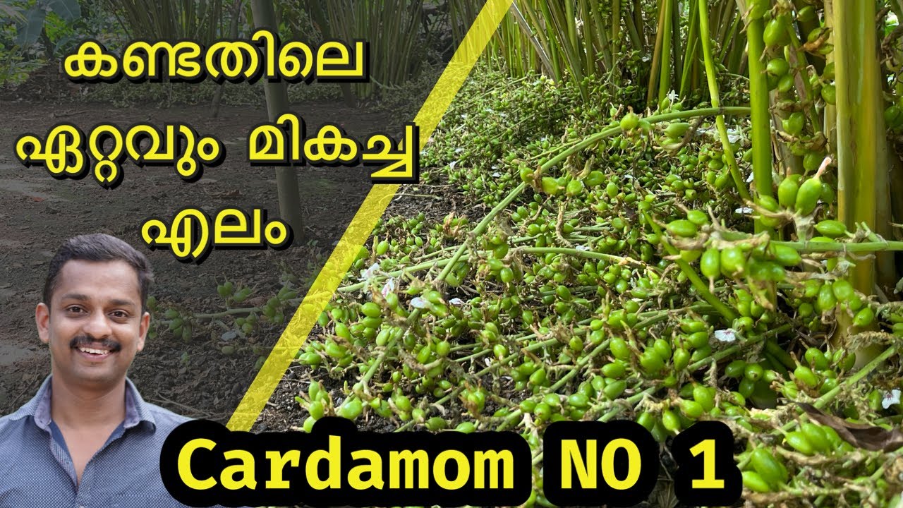 cardamom no 1 affrer one year 