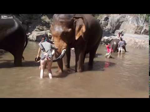 Video: Įkvėpimas Iš Dramblių Gamtos Parko Tailande - Tinklo „Matador“