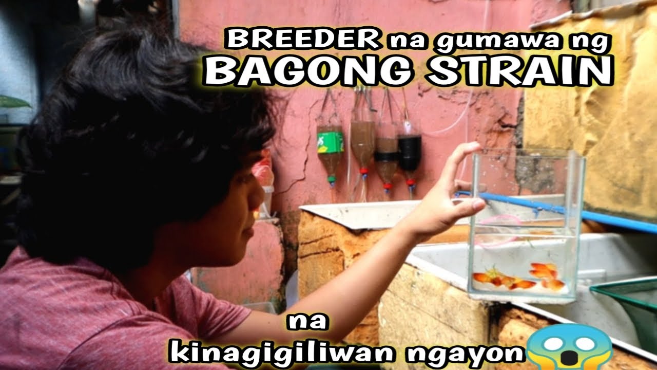 Fancy at Hybrid na isda'Baliw na Breeder sa iskinita'Gumawa ng bagong Strain😱