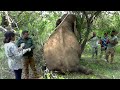 Wildlife officials anesthetized the wild elephant and treated the injuries | Wildlife | Elephant