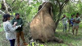 Wildlife Officials Anesthetized The Wild Elephant And Treated The Injuries | Wildlife | Elephant