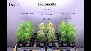 Detail Loblolly Pine Control