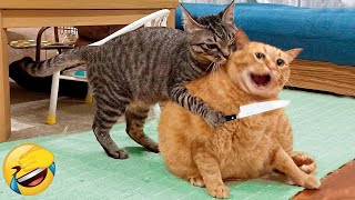 Funniest Cats and Dogs 2024 😹🐶 New Funny Animals Video 😍 Part 174