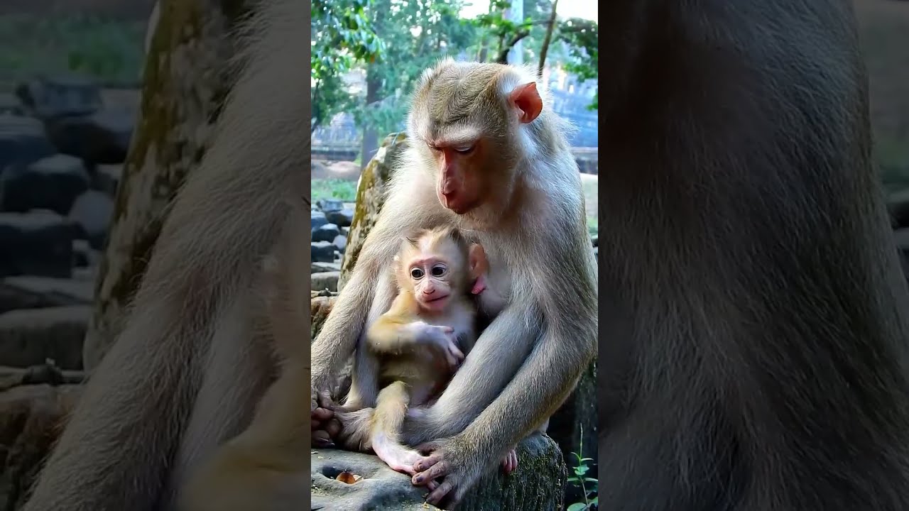 Best action of lovely Lucan joking with Lauy very excited.