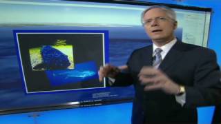 CNN: Dolphins, turtles, birds...Nowhere to go