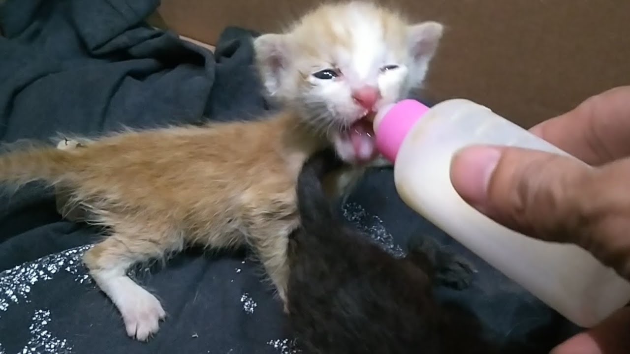 Newborn Rescue Kittens Struggling To Drink From Bottle | Starving Kittens Need A Nursing Mother Cat